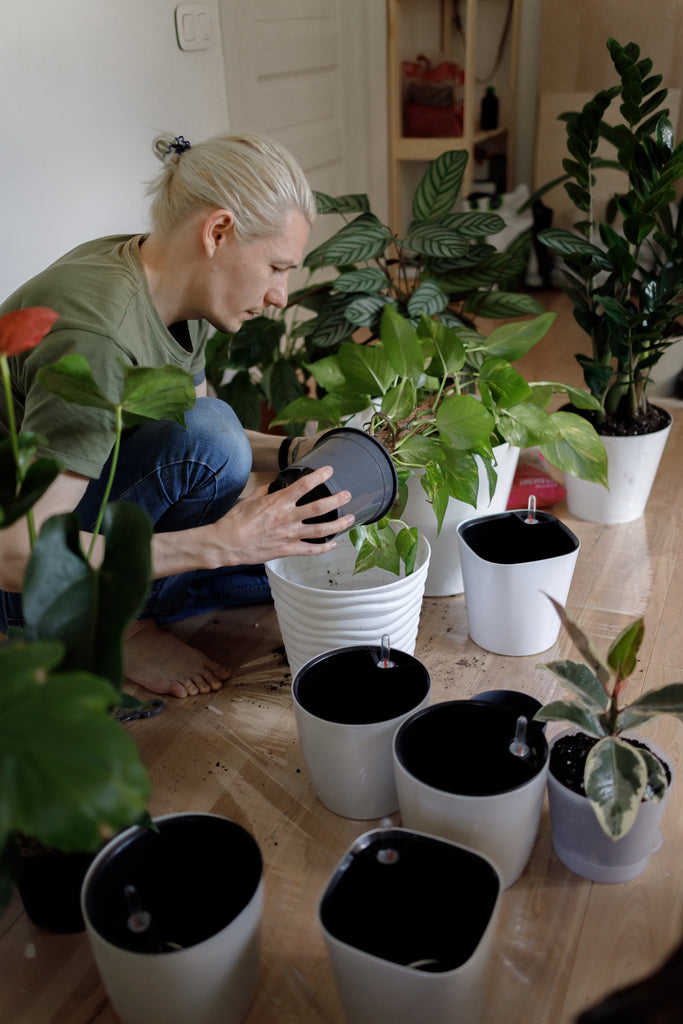 Troubleshooting Your New Plant: Post-Shipment Care Guide