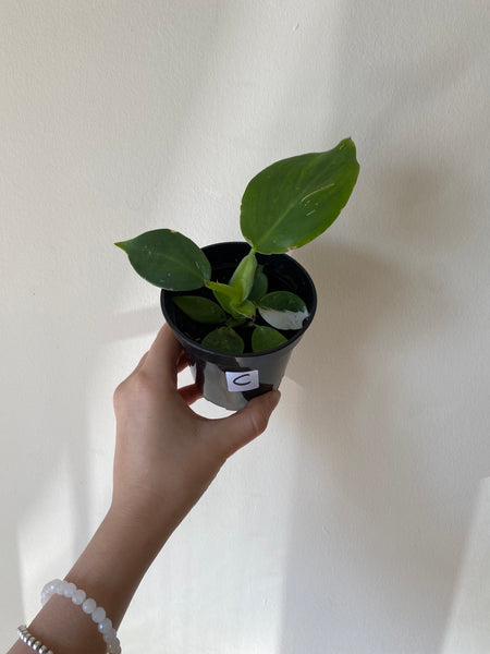 4" Philodendron White Wizard