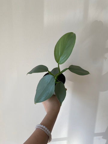 4" Philodendron Silver Sword