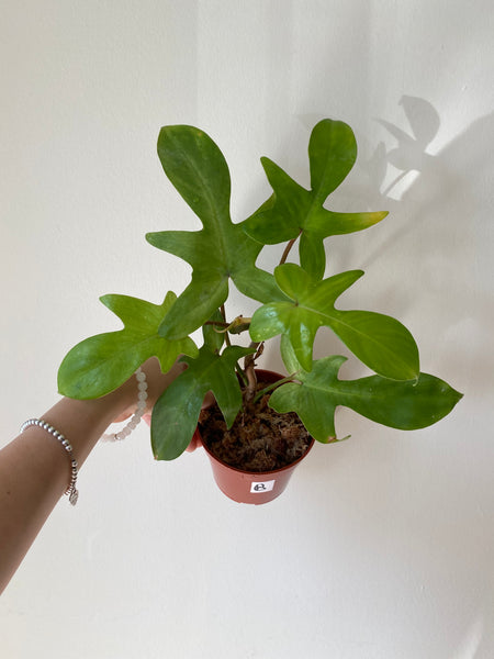 Philodendron Florida Ghost