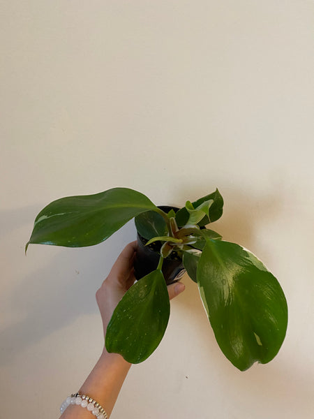 4" Philodendron White Knight