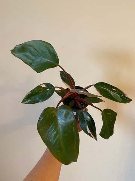 4" Philodendron Pink Princess