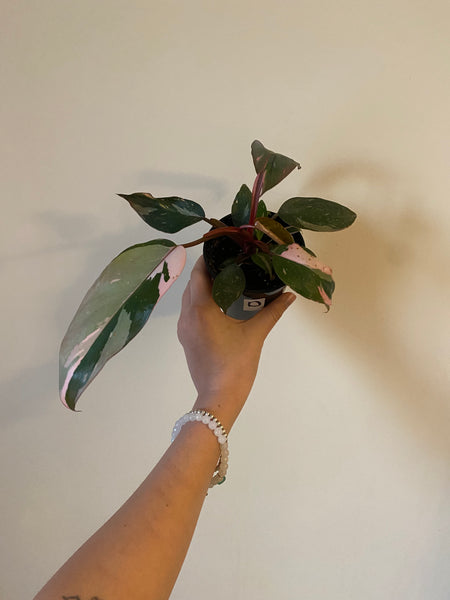 4" Philodendron Pink Princess